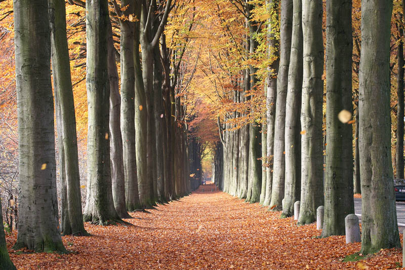 http://twistedsifter.com/2011/11/picture-of-the-day-european-beech-trees-of-mariemont-belgium/